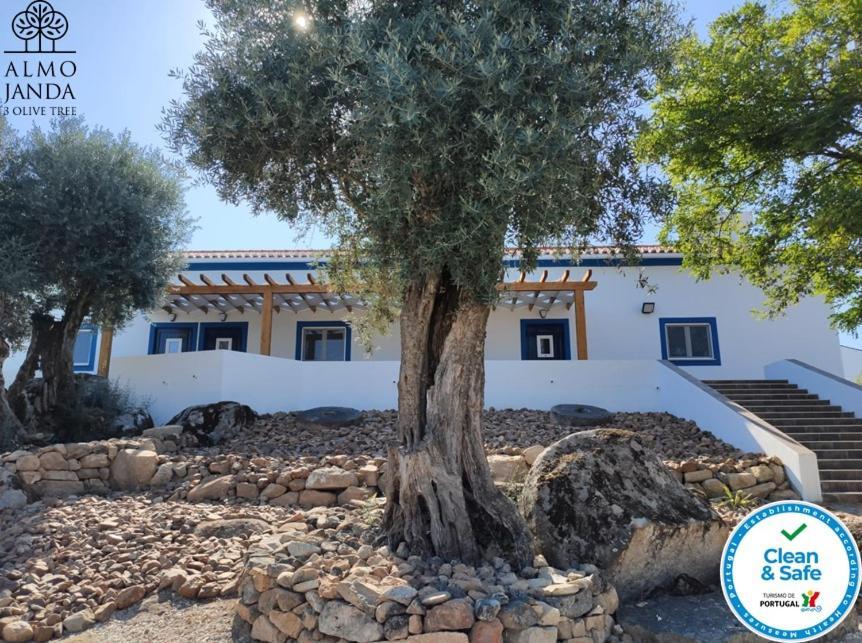 Almojanda 3 Olive Tree Farm stay
