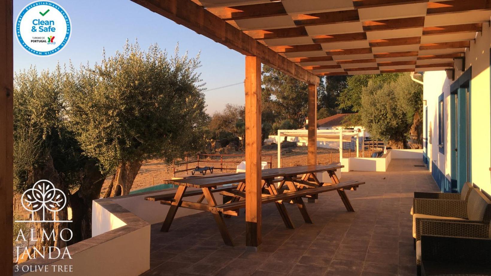 Almojanda 3 Olive Tree