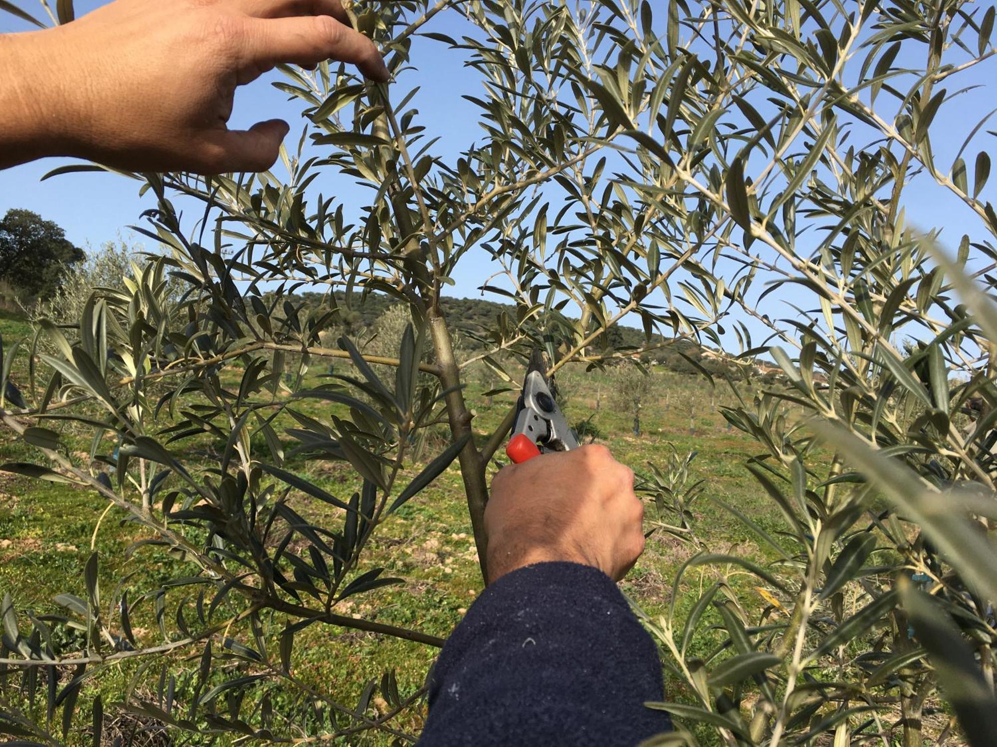 Almojanda 3 Olive Tree