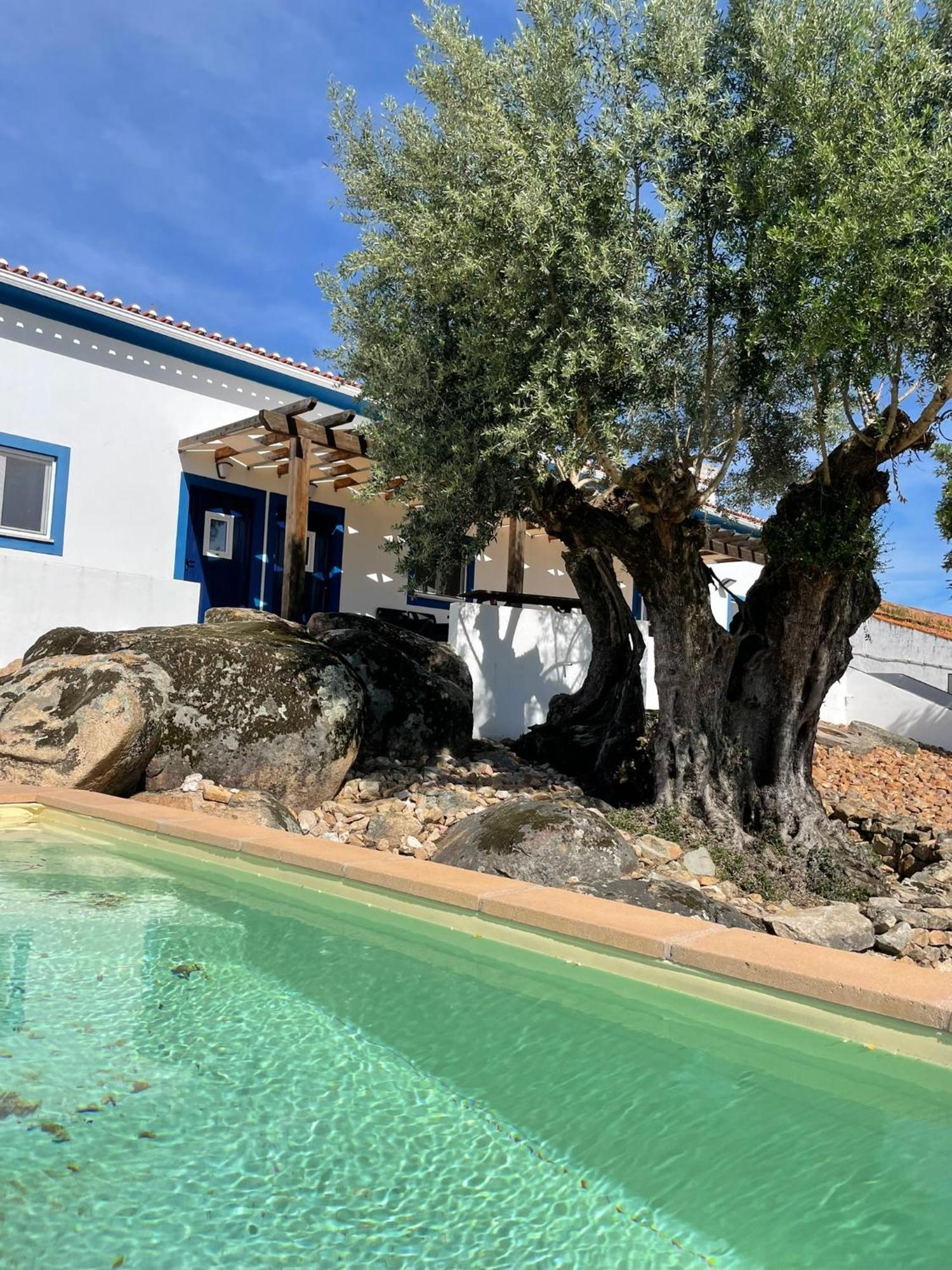 Almojanda 3 Olive Tree *